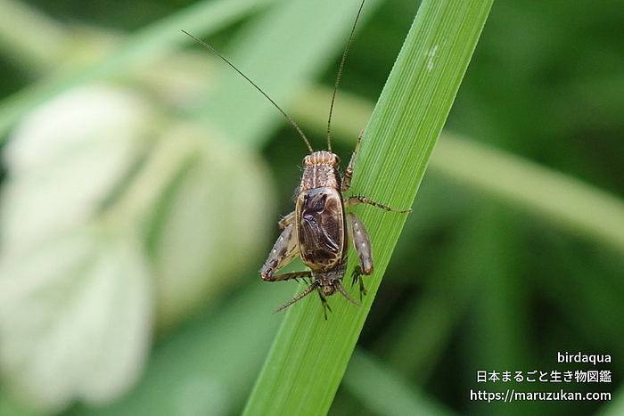 シバスズ