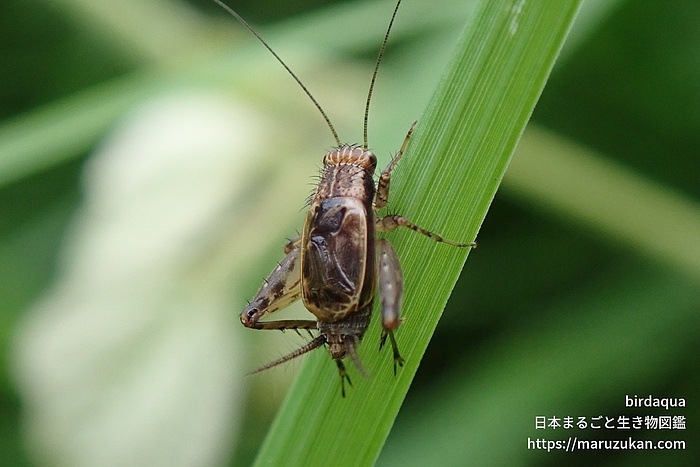 シバスズ