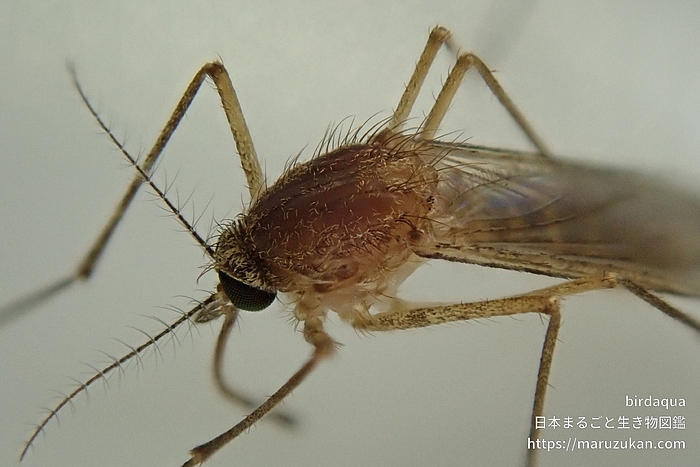 アカイエカ