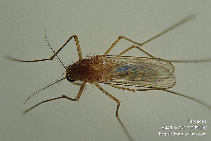 アカイエカ