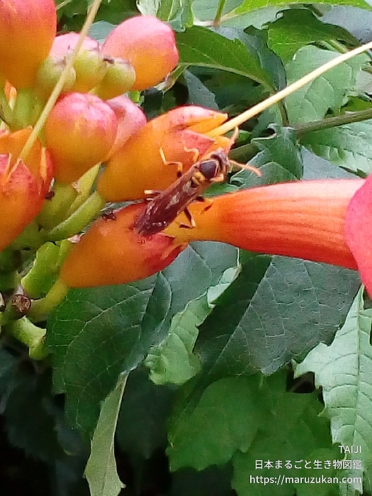 フタモンアシナガバチ