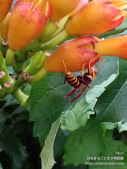 フタモンアシナガバチ