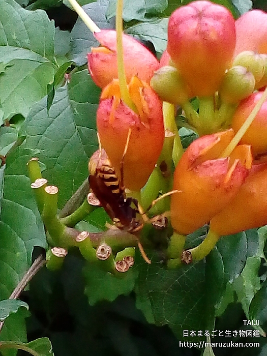 フタモンアシナガバチ