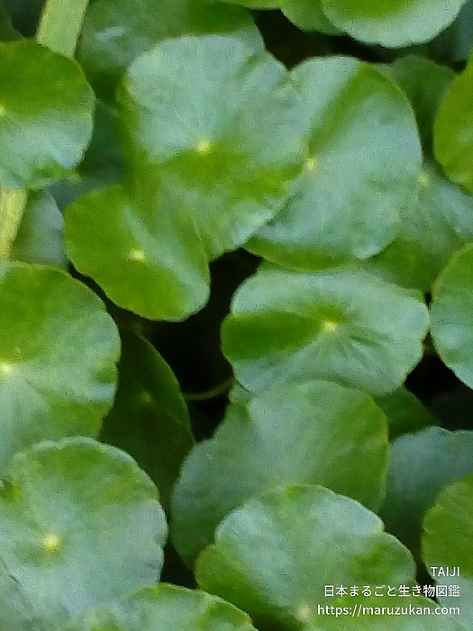 ウチワゼニクサ