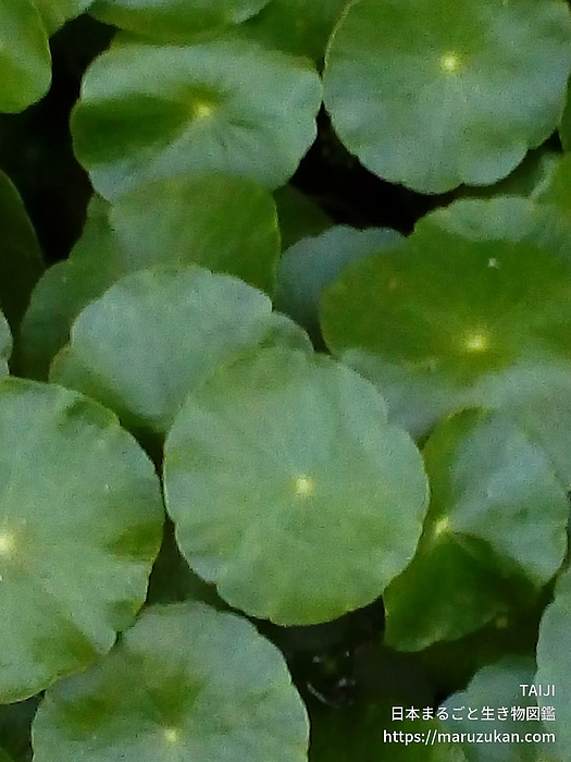 ウチワゼニクサ