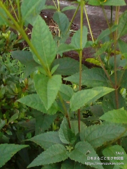 キクイモモドキ