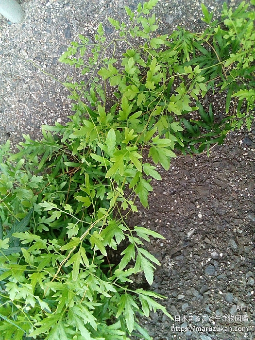カニクサ