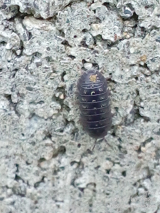 オカダンゴムシ