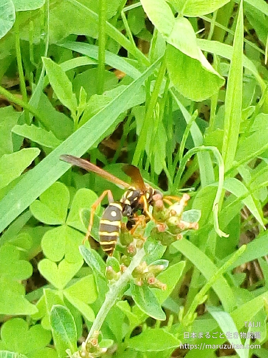 フタモンアシナガバチ