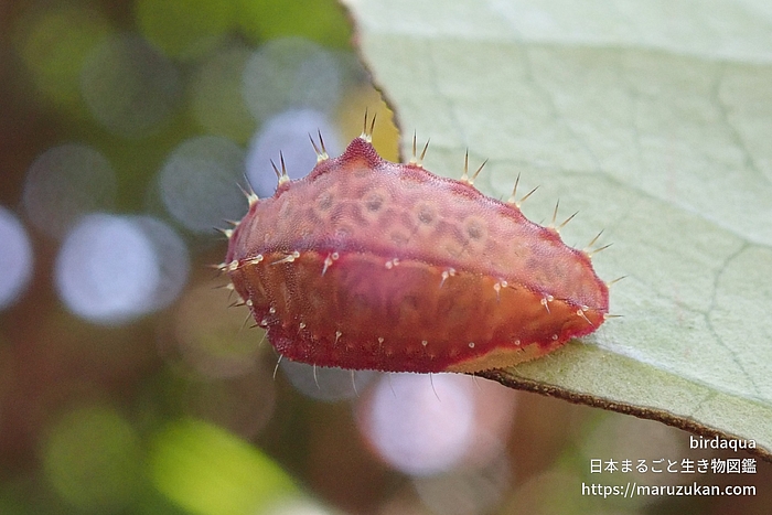 Microleon属の一種