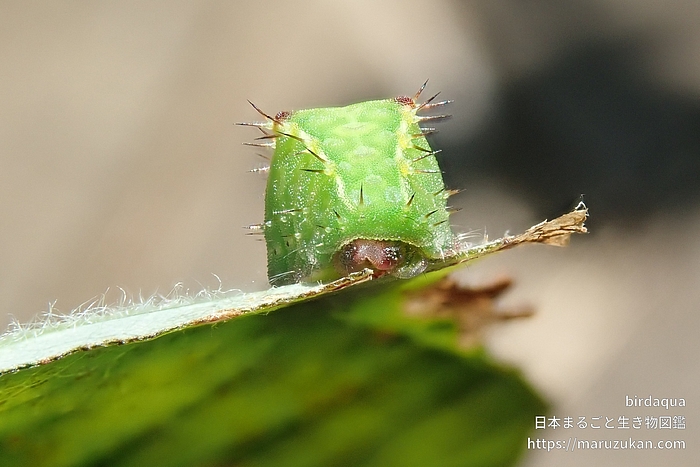 Microleon属の一種