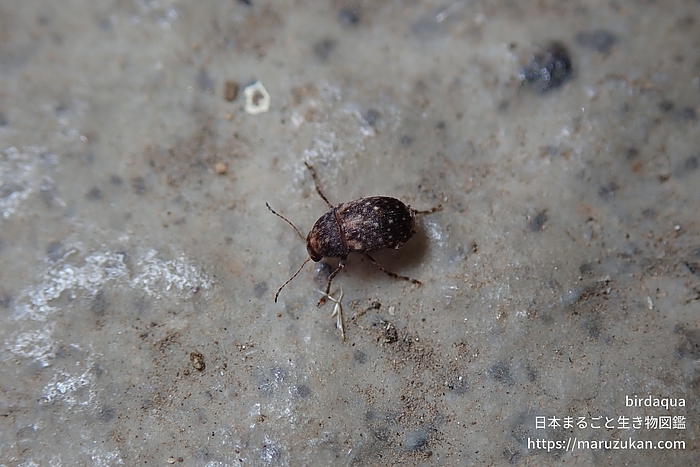 マメゾウムシ科の一種