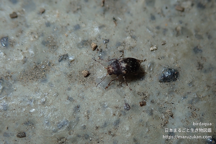 マメゾウムシ科の一種