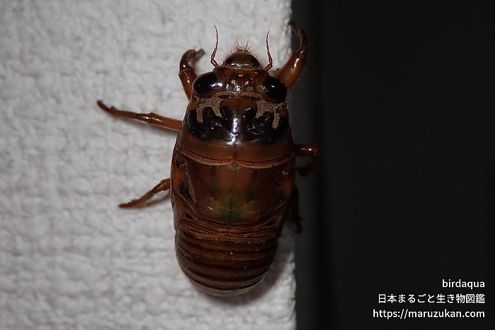 クマゼミ