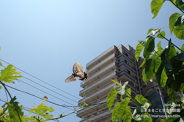 ナミアゲハ