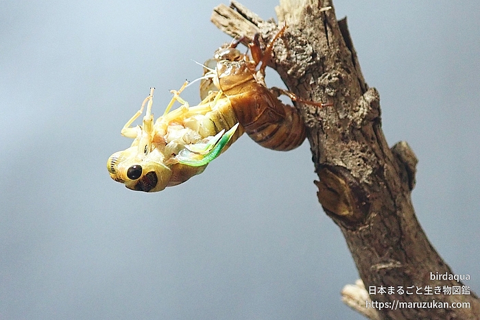 クマゼミ