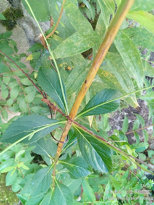 ツリガネニンジン属の一種