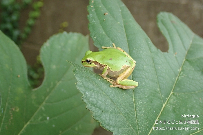 ニホンアマガエル