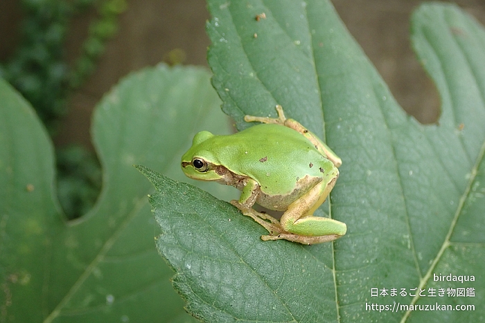 ニホンアマガエル