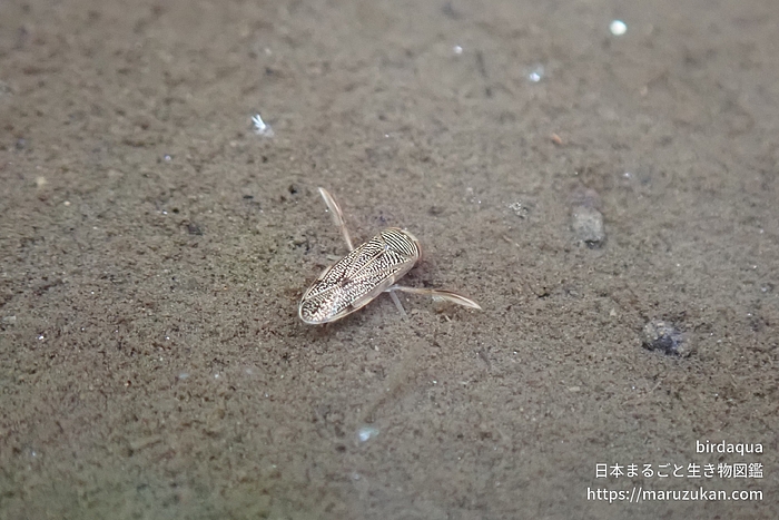 コミズムシ属の一種