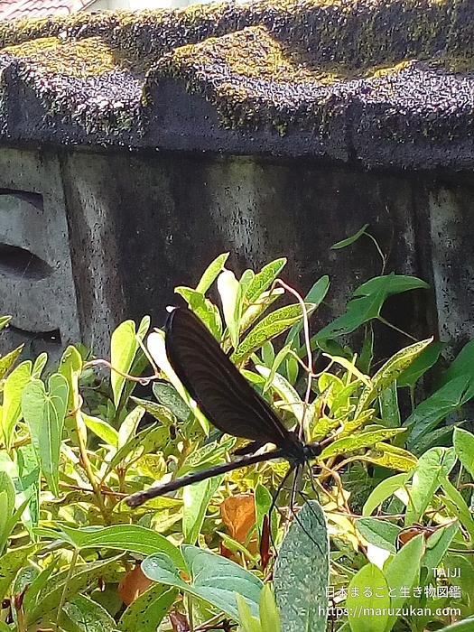 ハグロトンボ
