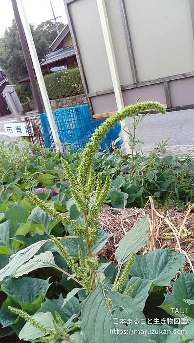 ホソアオゲイトウ