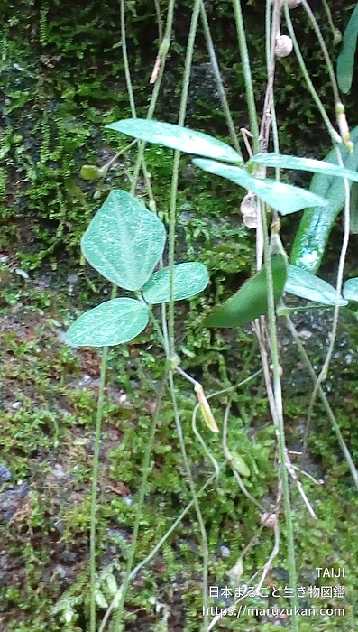 ヤブマメ