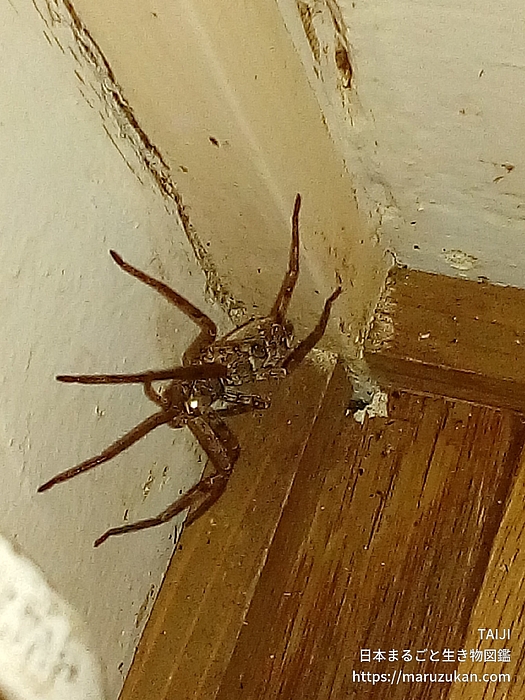 アシダカグモ