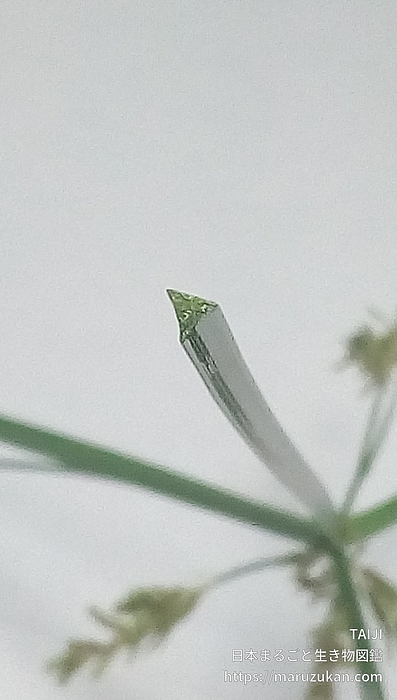コゴメガヤツリ