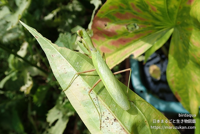 ハラビロカマキリ