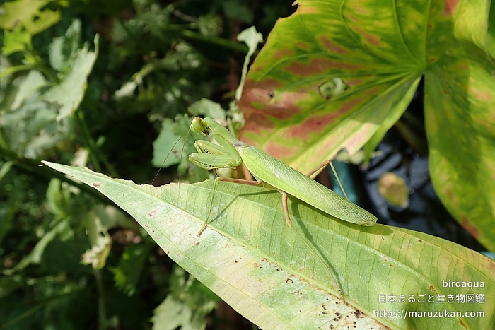 ハラビロカマキリ