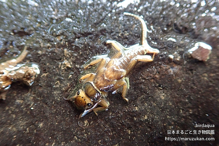 クロヒゲカワゲラ