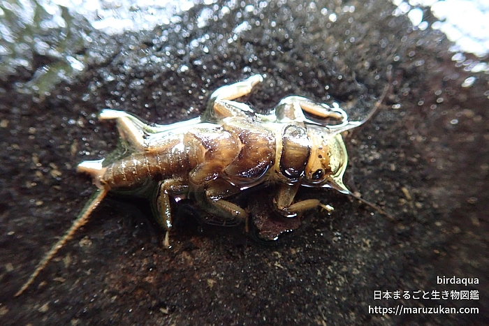 クロヒゲカワゲラ