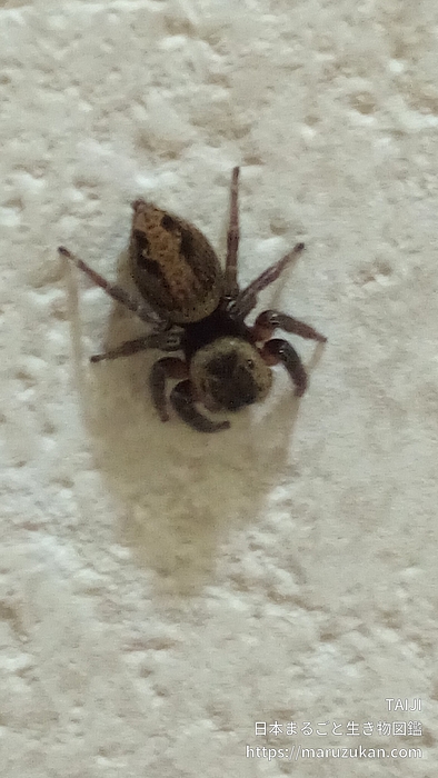 アダンソンハエトリ