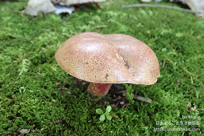 ハラタケ綱の一種