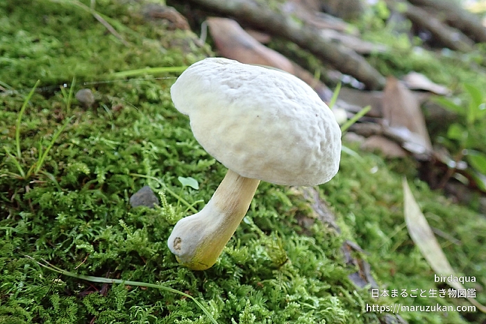 ハラタケ綱の一種