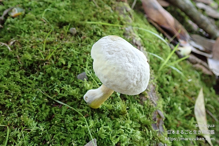 ハラタケ綱の一種