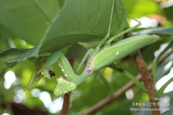 ハラビロカマキリ
