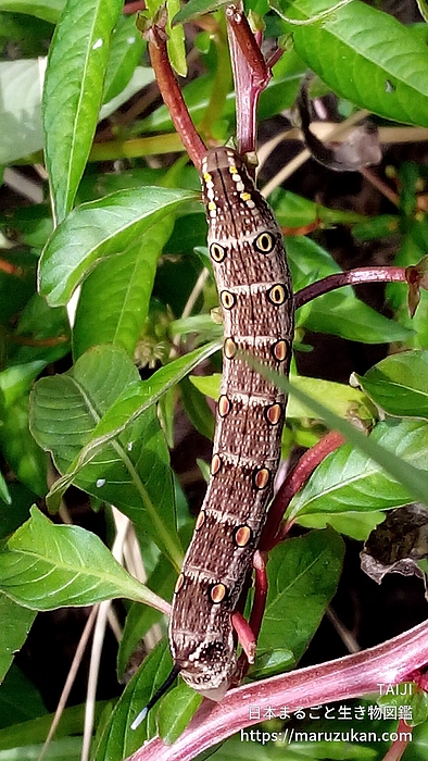 セスジスズメ