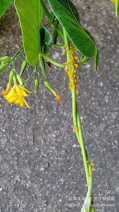 キョウチクトウアブラムシ