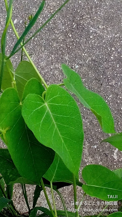 キョウチクトウアブラムシ（成体）の写真