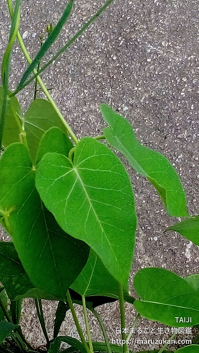キョウチクトウアブラムシ