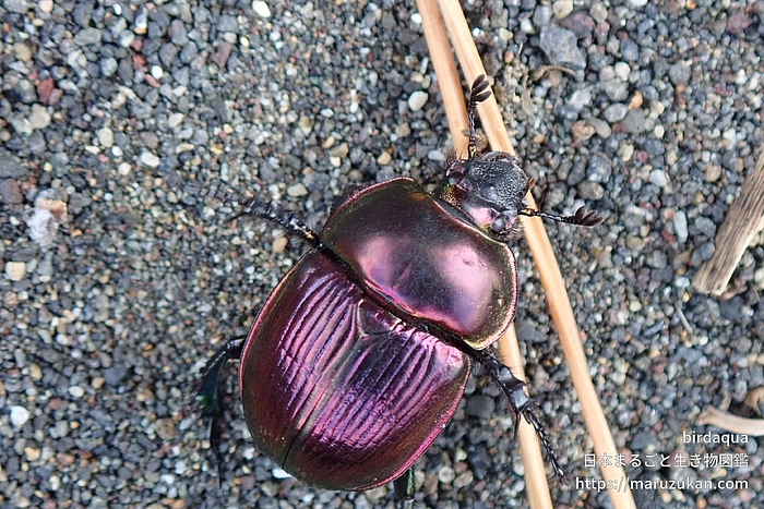オオセンチコガネ