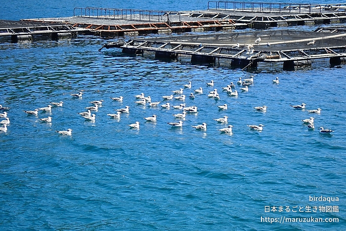ウミネコ
