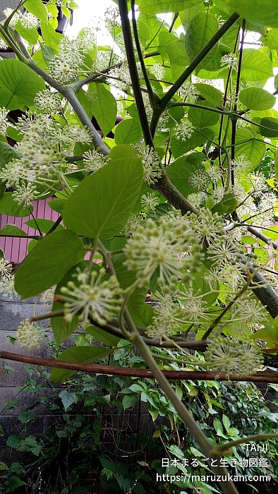 ウド