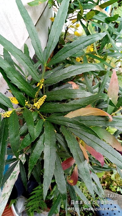 ホソバヒイラギナンテン