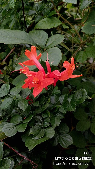 ヒメノウゼンカズラ（花）の写真