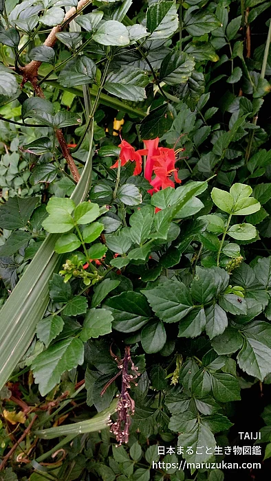 ヒメノウゼンカズラ（花）の写真