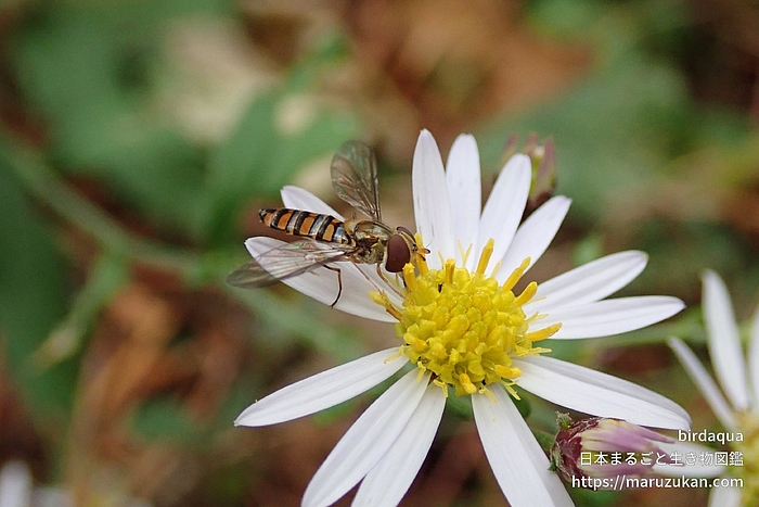 ホソヒラタアブ