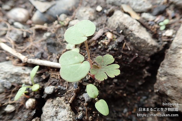 アメリカフウロ